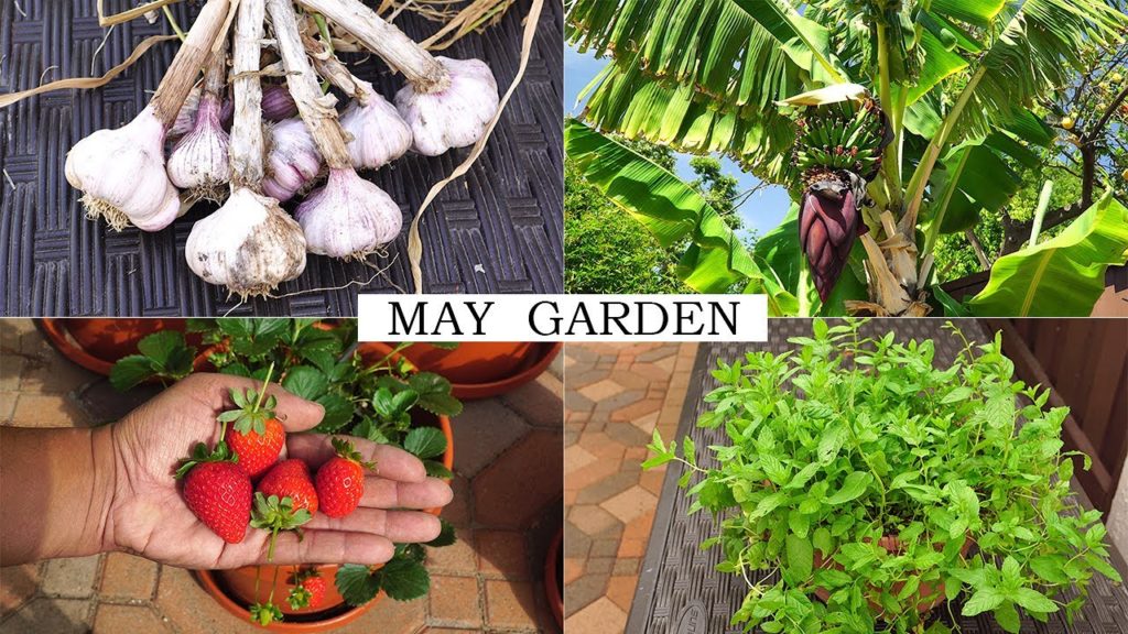 California Gardening: The May Garden – Summer Harvests, Gardening Tips & More The May Garden - Summer Harvests, Gardening Tips & More
