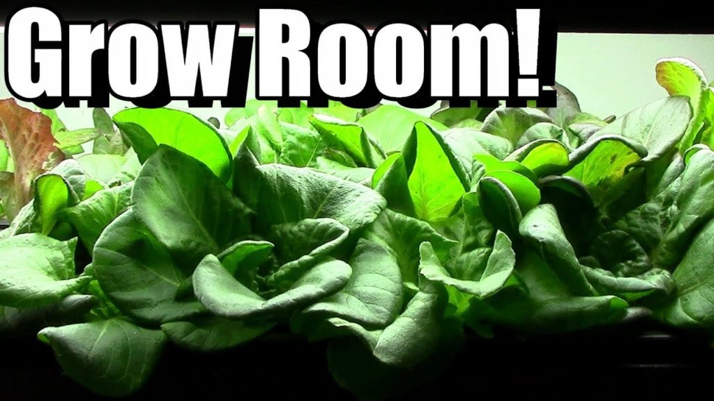 One Yard Revolution: Grow Room Tour! (starting seeds in grow room vs direct sowing) Grow Room Tour! (starting seeds in grow room vs direct sowing)