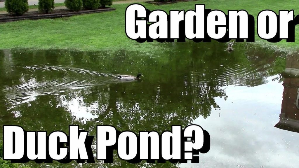 One Yard Revolution: The Water Holding Capacity of Organic Matter (Save Water!) The Water Holding Capacity of Organic Matter (Save Water!)