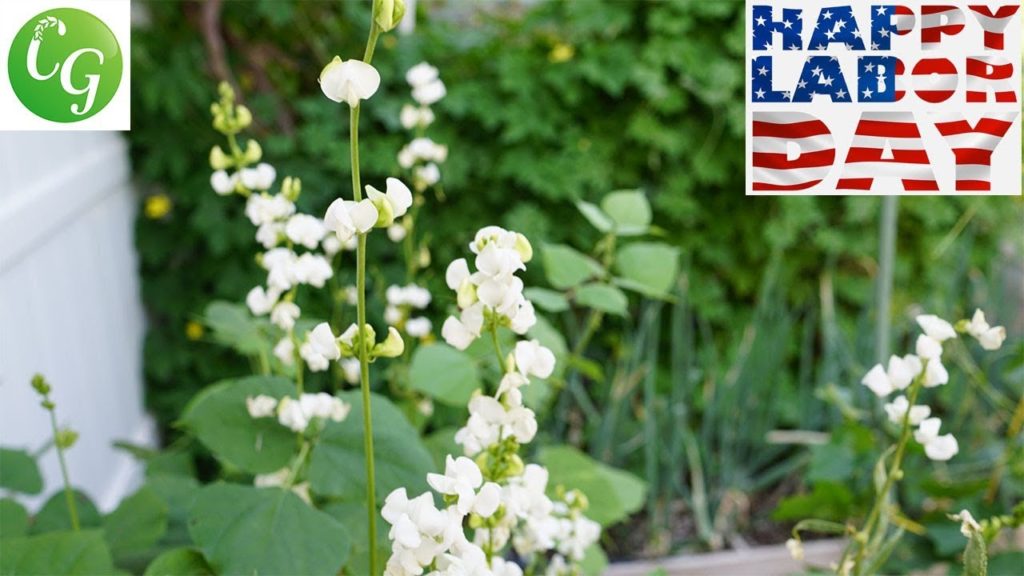 Labor Day Weekend Gardening - What to do in your garden on Labor Day