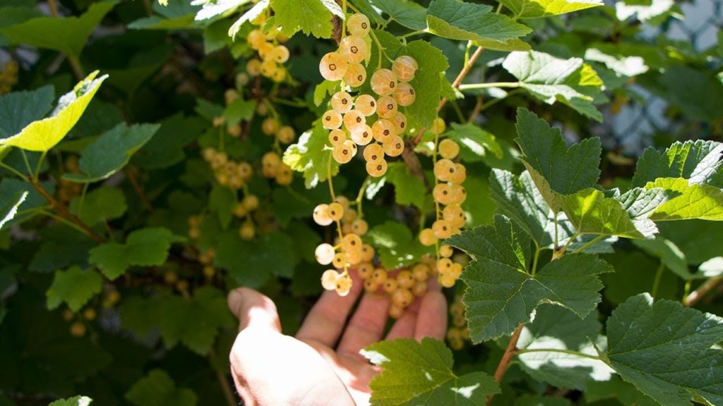A Garden Filled With Fruit You Have Never Seen!
