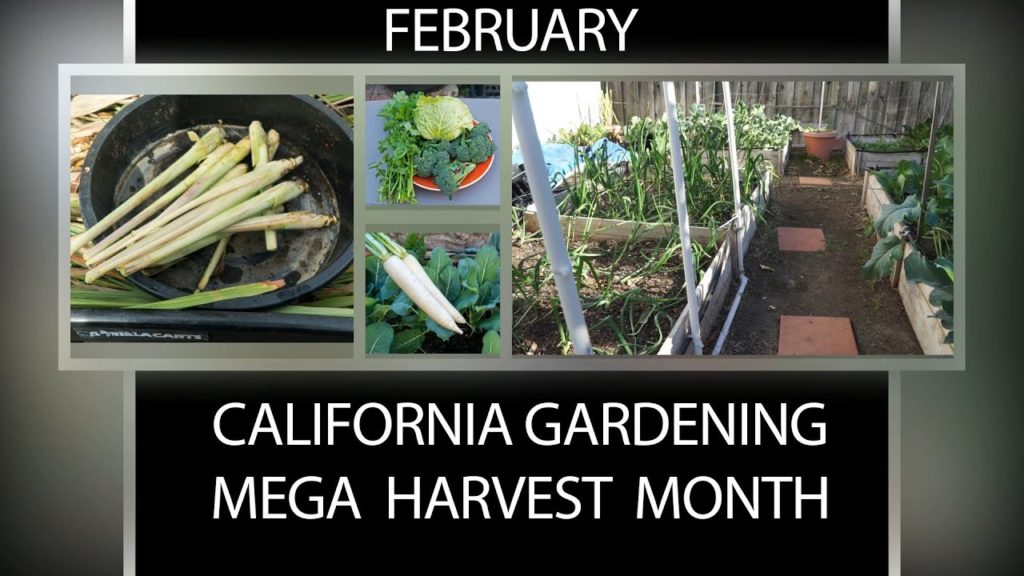 The California Garden in February - Mega Harvest Month!