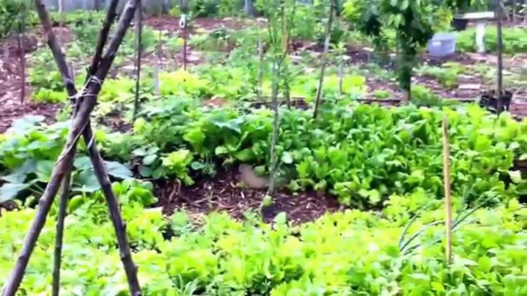 Food Forest Update, Short but Sweet