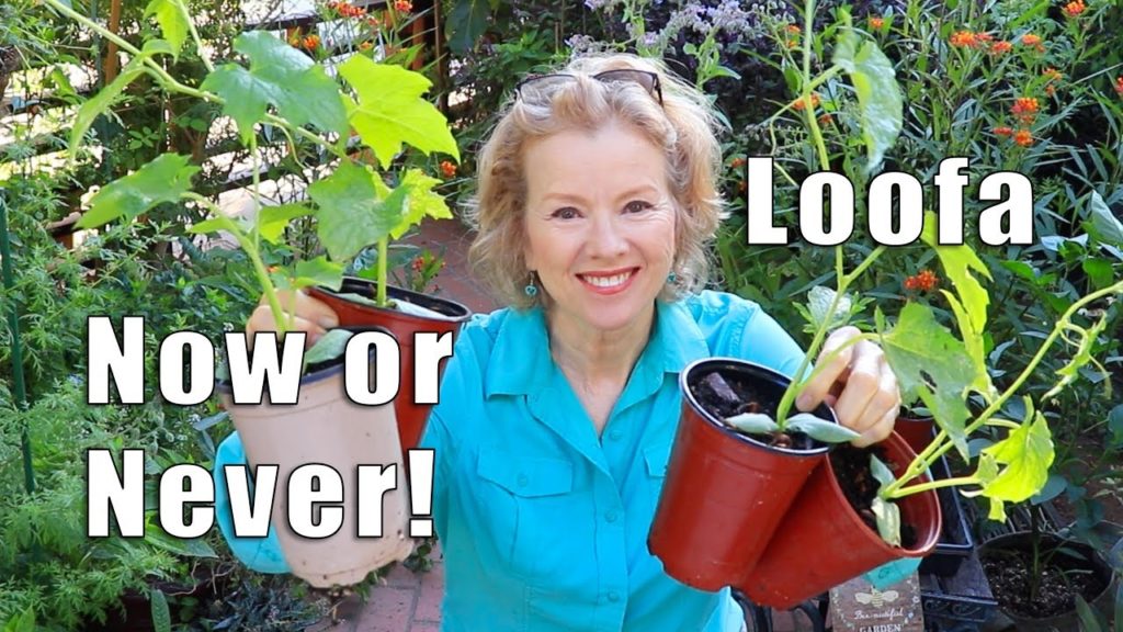 MORNING to NIGHT Workday | Urban Food Forest in Los Angeles