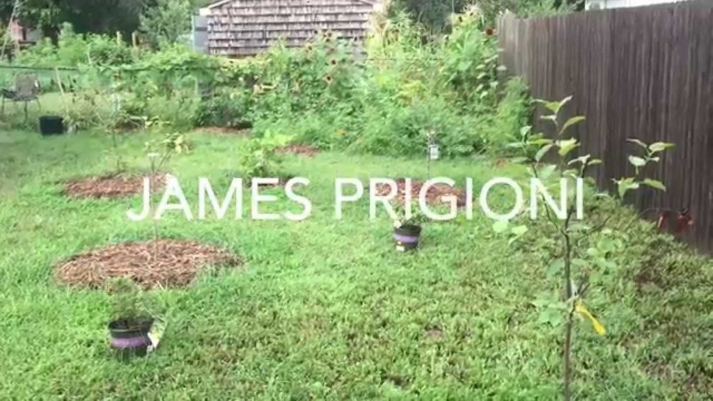 Planting Fruit Trees Update, Healing Root Bound Trees