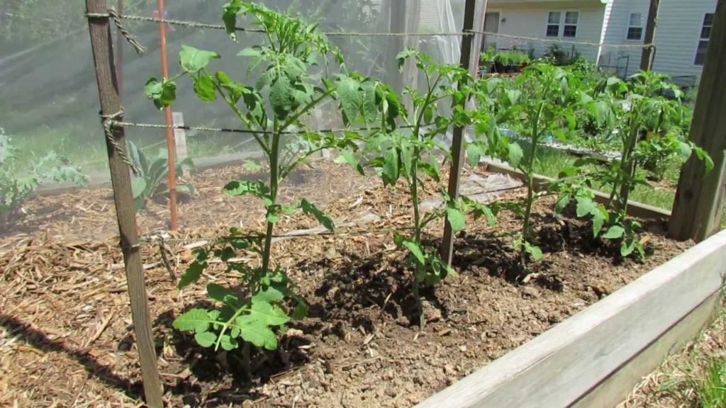 A Basic Determinate Tomato Weave Trellis: Small Spaces - The Rusted Garden 2013