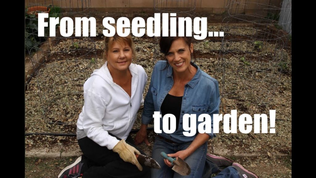 $10 Garden Series #10 - How to Transplant Vegetable Seedlings in Your Garden