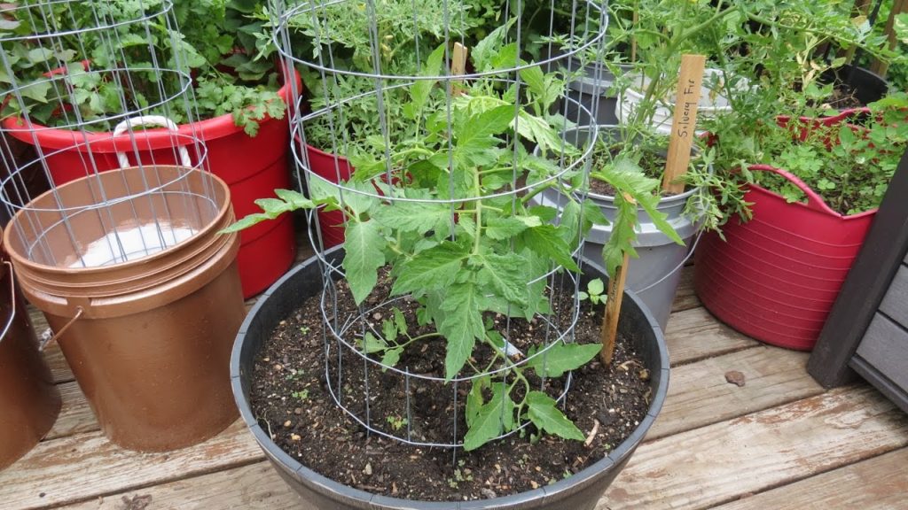 Gary Pilarchik: How To Build an Inexpensive 4-6 ft Tomato, Cucumber & Vine Crops Trellising Cages: DIY from Fencing How To Build an Inexpensive 4-6 ft Tomato, Cucumber & Vine Crops Trellising Cages: DIY from Fencing