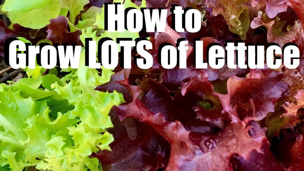 CaliKim: How to Grow LOTS of Lettuce – 4 Tips // Spring Garden Series #4 How to Grow LOTS of Lettuce - 4 Tips // Spring Garden Series #4