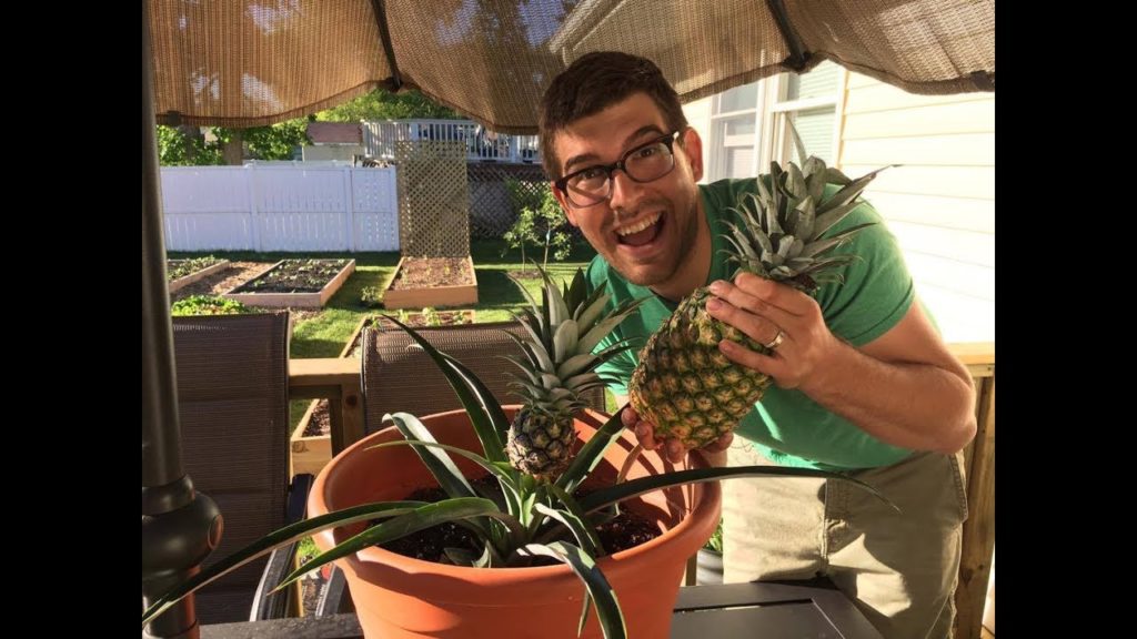 MIgardener: How to Re-Grow a Store Bought Pineapple – Complete Growing Guide How to Re-Grow a Store Bought Pineapple - Complete Growing Guide