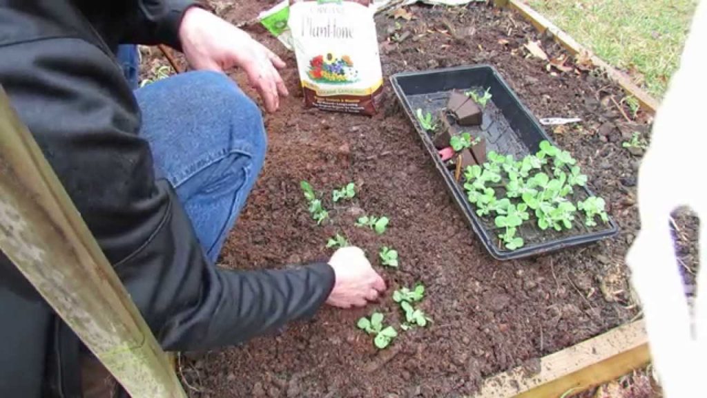 Gary Pilarchik: Planting Peas From Peat Tray Seed Starts: Pea Transplants Work! – TRG 2014 Planting Peas From Peat Tray Seed Starts: Pea Transplants Work! - TRG 2014