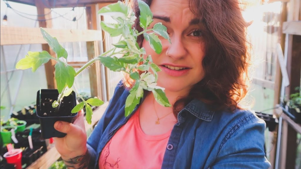 Roots and Refuge Farm: Variegated Love and A Goat Named Johnson Cheese | VLOG | Roots and Refuge Variegated Love and A Goat Named Johnson Cheese | VLOG | Roots and Refuge