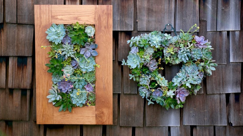Succulent Projects UPDATE