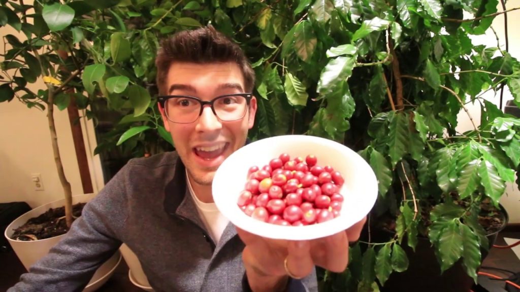 MIgardener: Harvesting 1lb. Of Fresh Michigan Grown…COFFEE?!? Harvesting 1lb. Of Fresh Michigan Grown…COFFEE?!?