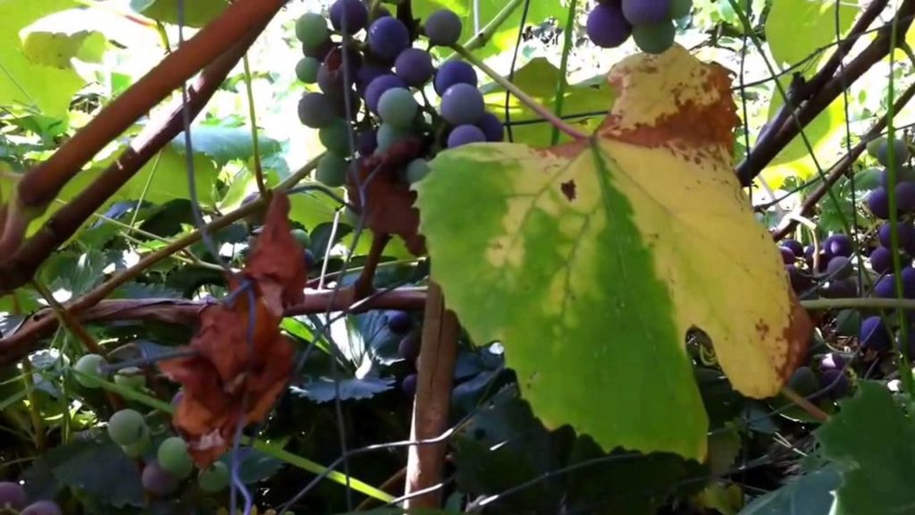 Natural Farming, The Permaculture Garden