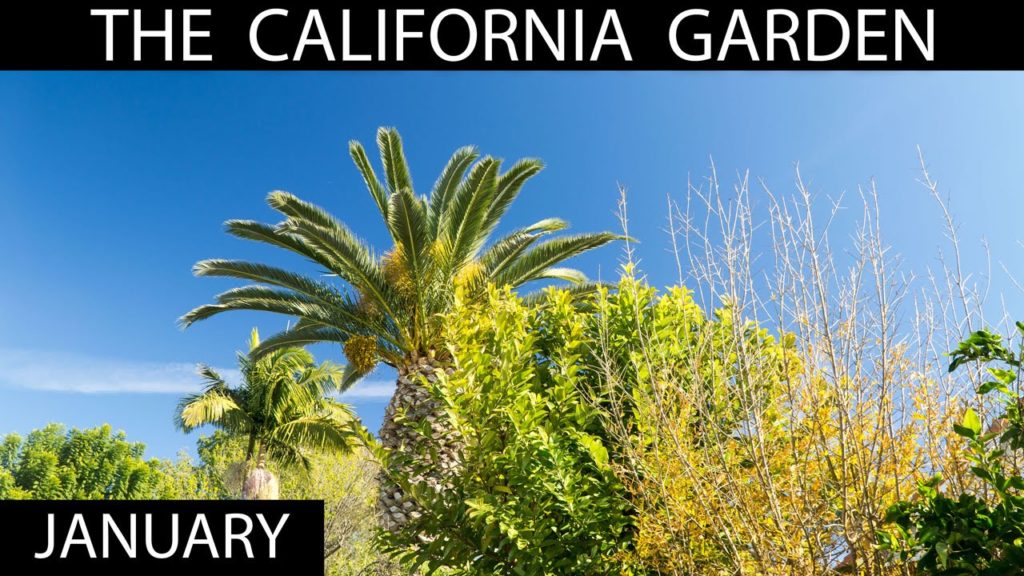 California Gardening: The California Garden in January + Garden Tour The California Garden in January + Garden Tour