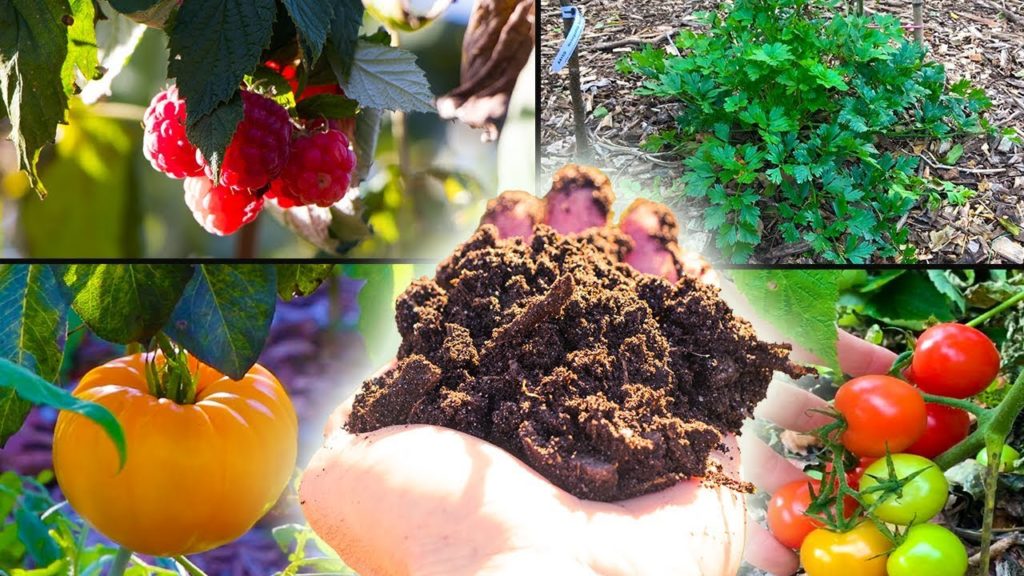 Suburban Permaculture Garden, Backyard FOOD FOREST!