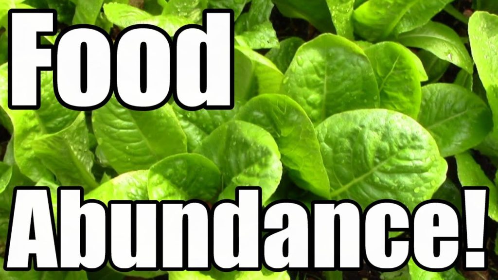 One Yard Revolution: How We Achieved Food Abundance in Late October (Zone 5) How We Achieved Food Abundance in Late October (Zone 5)