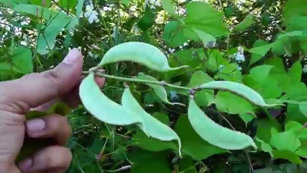 California Gardening: How to grow Hyacinth or Lablab Beans How to grow Hyacinth or Lablab Beans