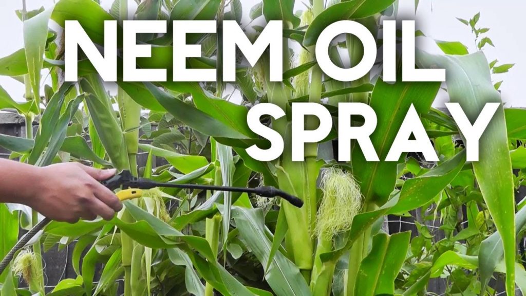 How to use Neem Oil Spray to organically control insects and pests