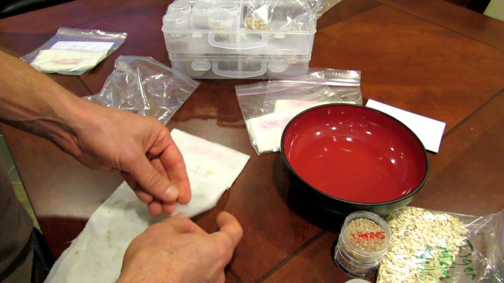 How to Test Sprout/Germinate Garden Tomato Seeds