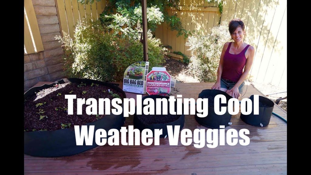 CaliKim: Growing Your Fall Garden #2 – Transplanting Cool Weather Vegetables in Containers Growing Your Fall Garden #2 - Transplanting Cool Weather Vegetables in Containers