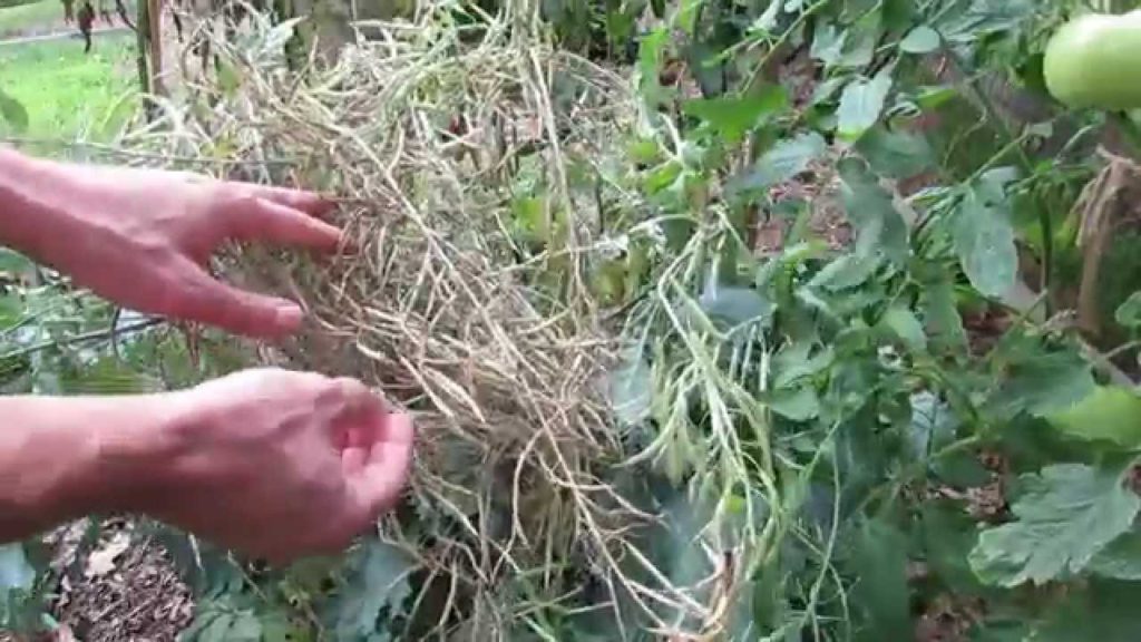 How to Save Kale and Collard Seeds: Let them Flower! -TRG 2014