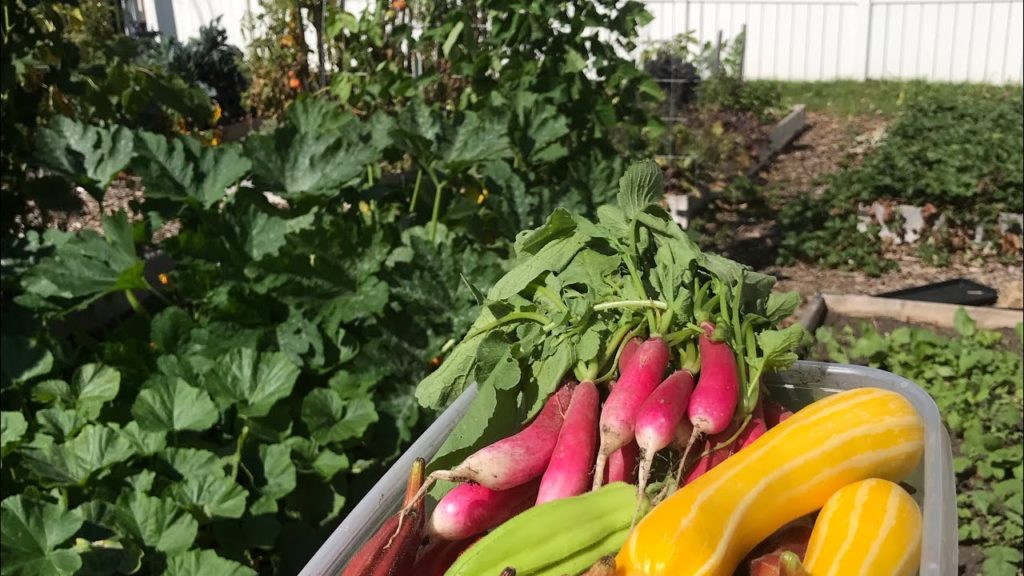 4 Reasons Why Your Garden is Producing Less Each Year