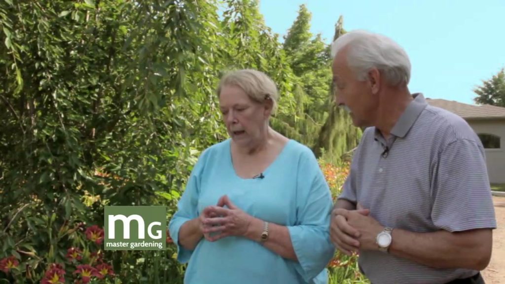 Master Gardening: Daylilies Master Gardening: Daylilies