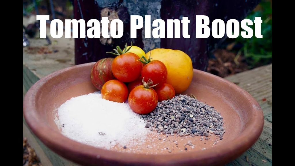 Tomato Fertilizing Tips - Organic End of Season  Boost - Easy & Cheap