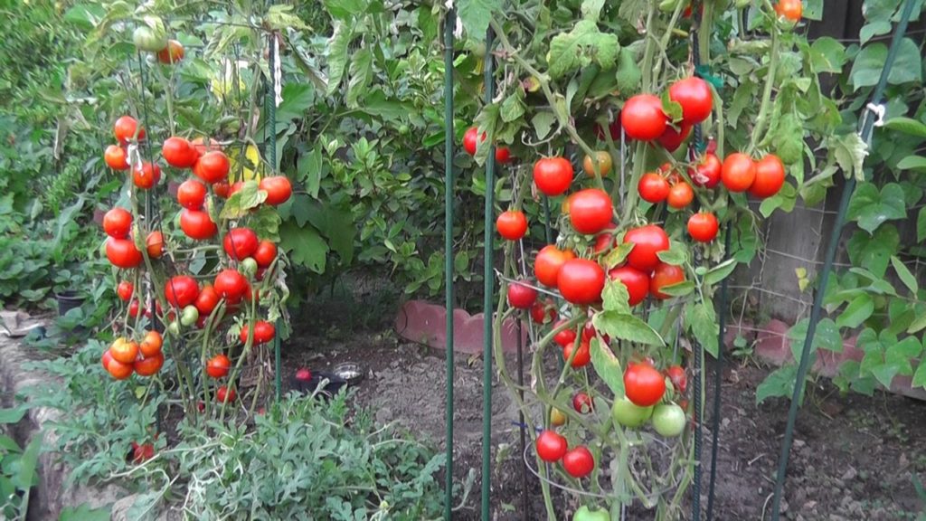 Grow Tomatoes NOT Foliage!