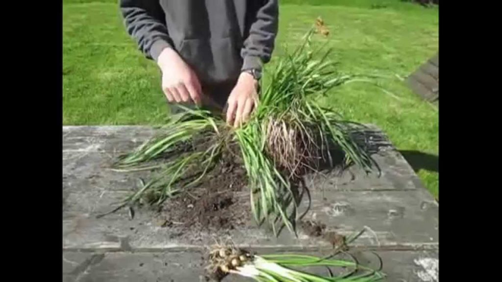 Collecting, Preparing and Saving Bulbs for next year