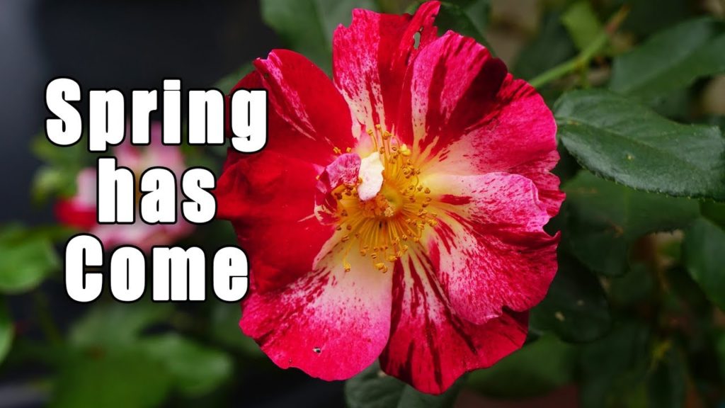 Urban Garden Paradise | Flowers, Garden Update, Tour  | Los Angeles