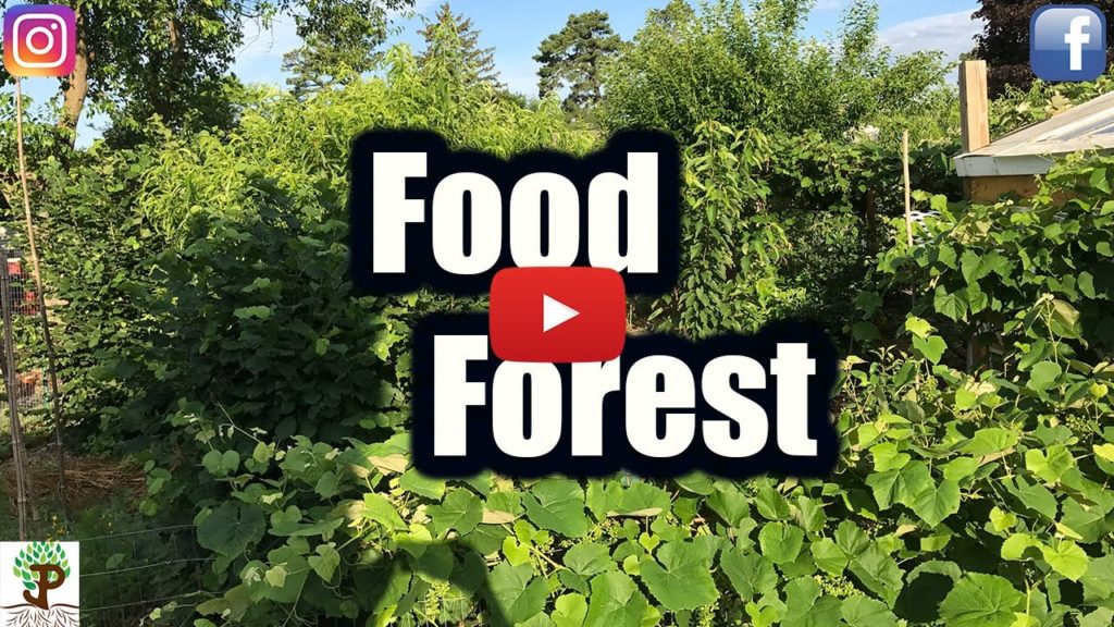 Permaculture FOOD FOREST!