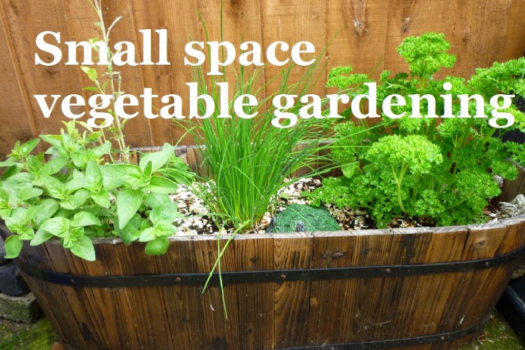 Small space vegetable gardening – A series about maximizing your space effectively