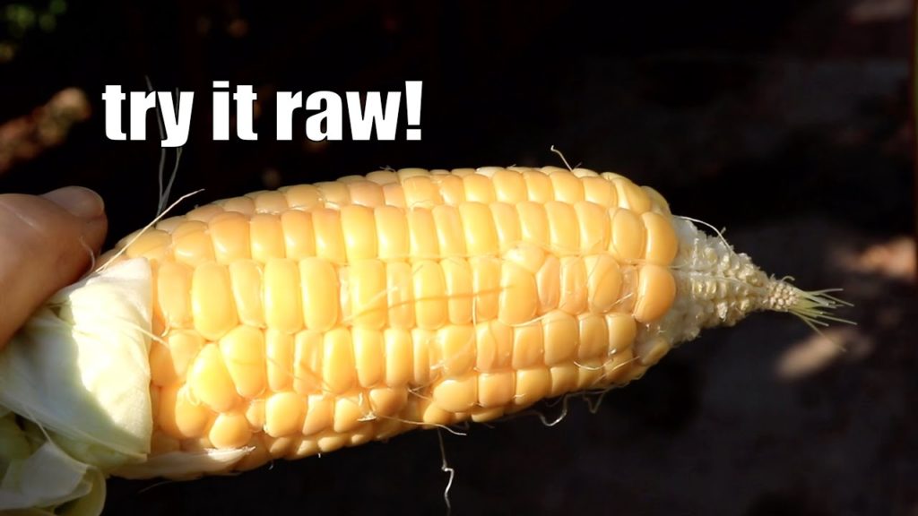 DRIVEWAY CORN Harvest | Garden Update, Tomatoes, Passion Fruit