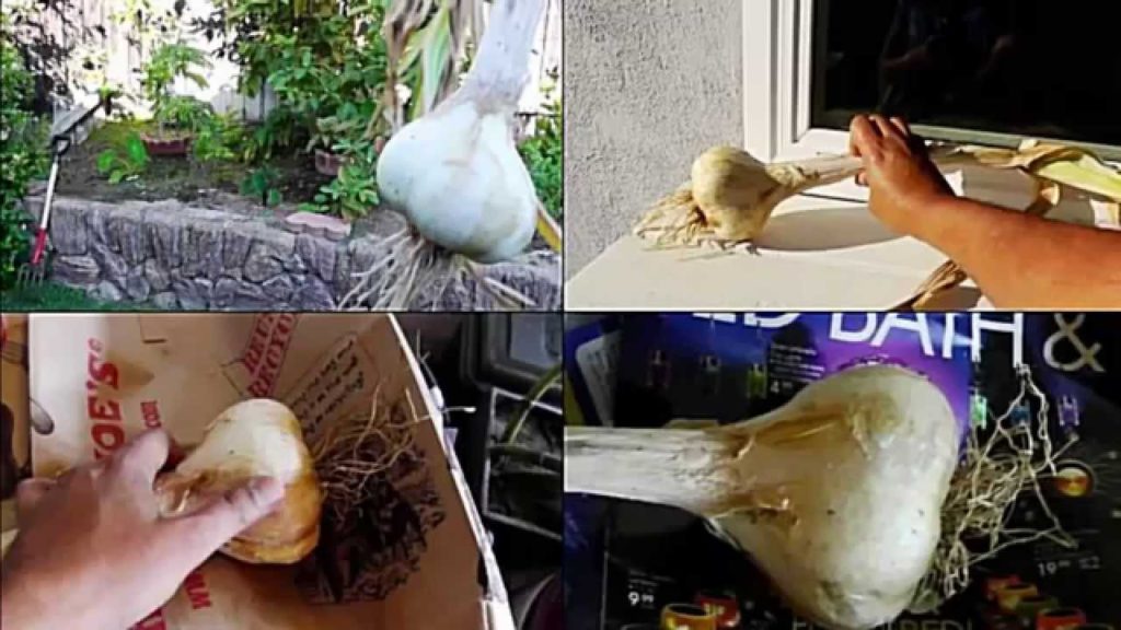 Garlic Harvest - Step by step - the right technique