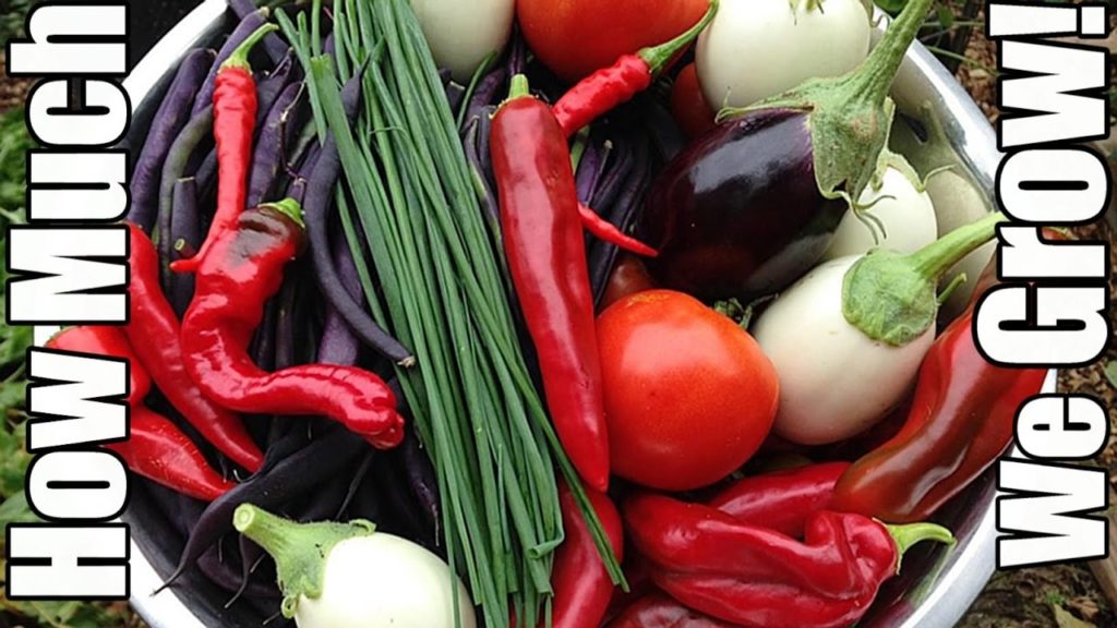 How Much of Our Produce Do We Grow Ourselves?