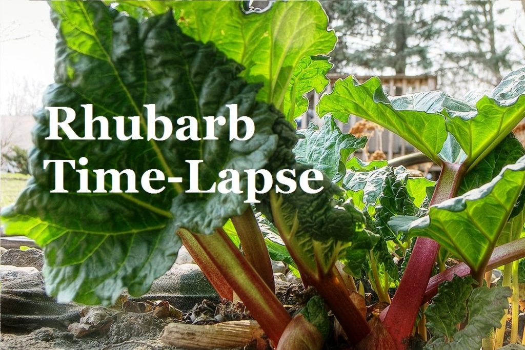 Time Lapse of Rhubarb Growing