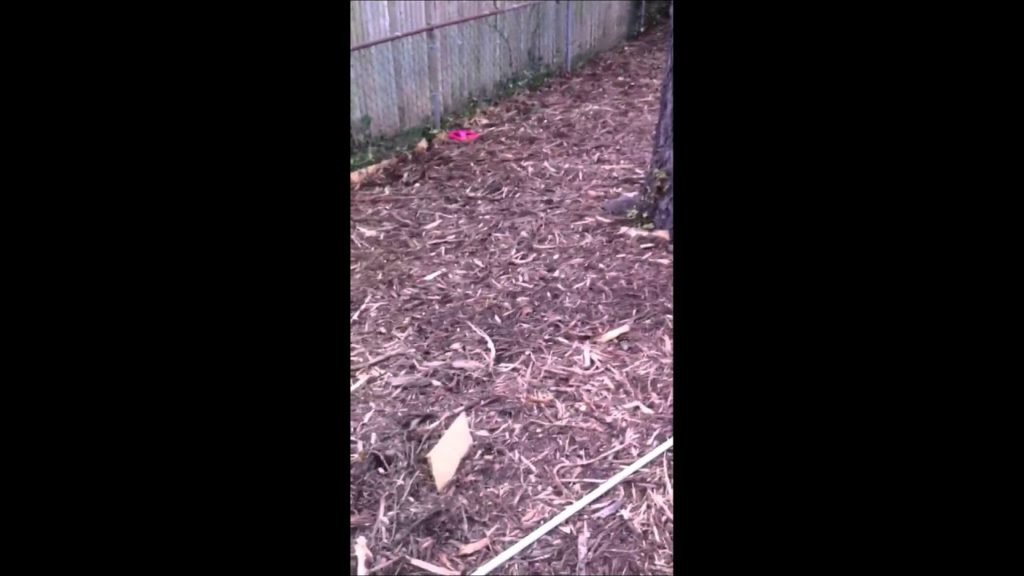 First Garden update, permaculture, Hugelkultur