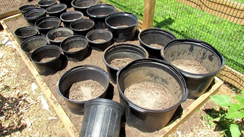 How to Grow Tomatoes, Peppers & More in Shredded Hardwood Mulch: Set-Up, Containers & Fertilizing