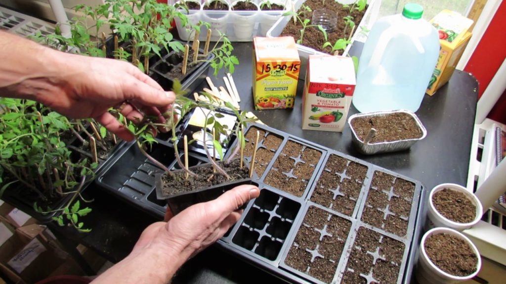 Starting Vegetable Seeds Indoors: Planting, Watering, Feeding Tomatoes & Peppers- KIS Series (3)