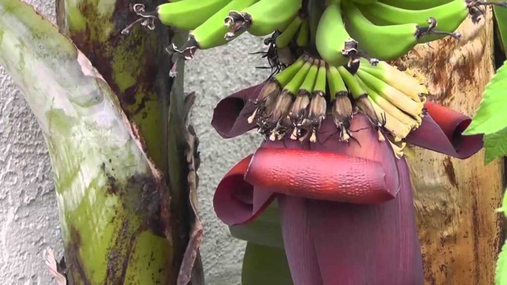 Banana Flowers Harvest & Recipe Tutorial