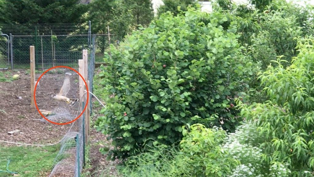 Three Blue Jays Chase Away Hawk!