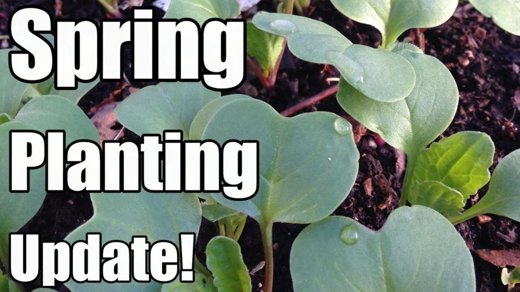 Spring Planting Update & Planting Cool Weather Crops Without Protection (4/2 - Zone 5)