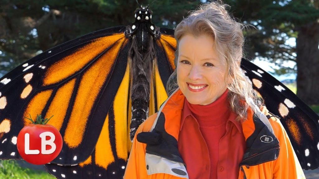 Monarch Butterfly - Migrations & Metamorphosis | Late Bloomer | Episode 20