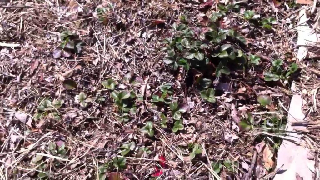 Natural Mycorrhizae association at work