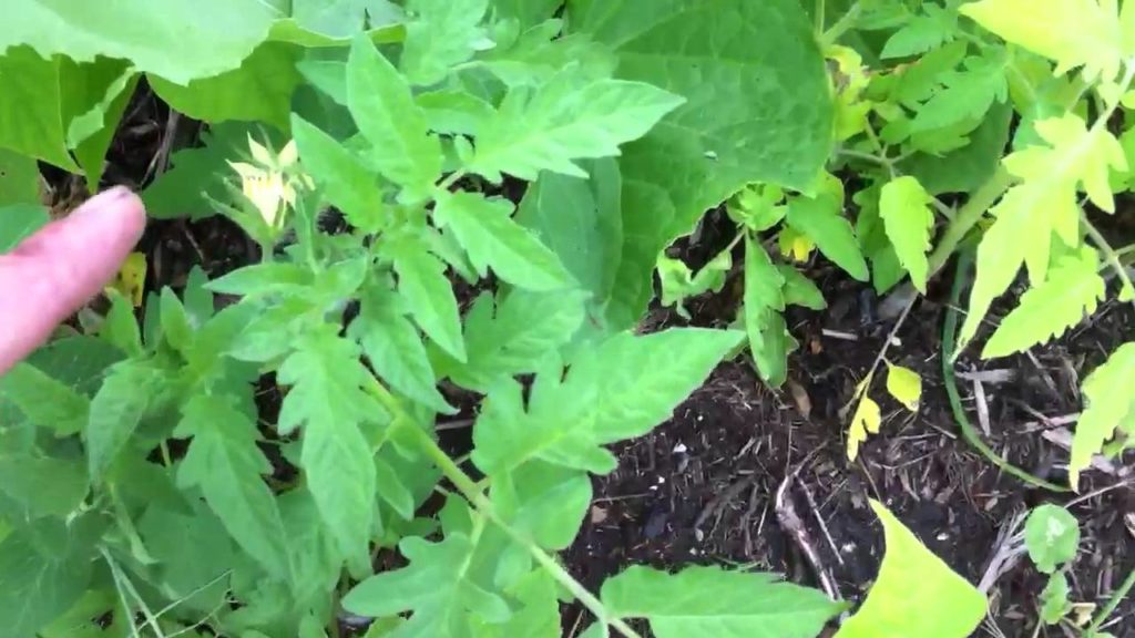 More Flowers mean more Fruits, while birds play music in the background