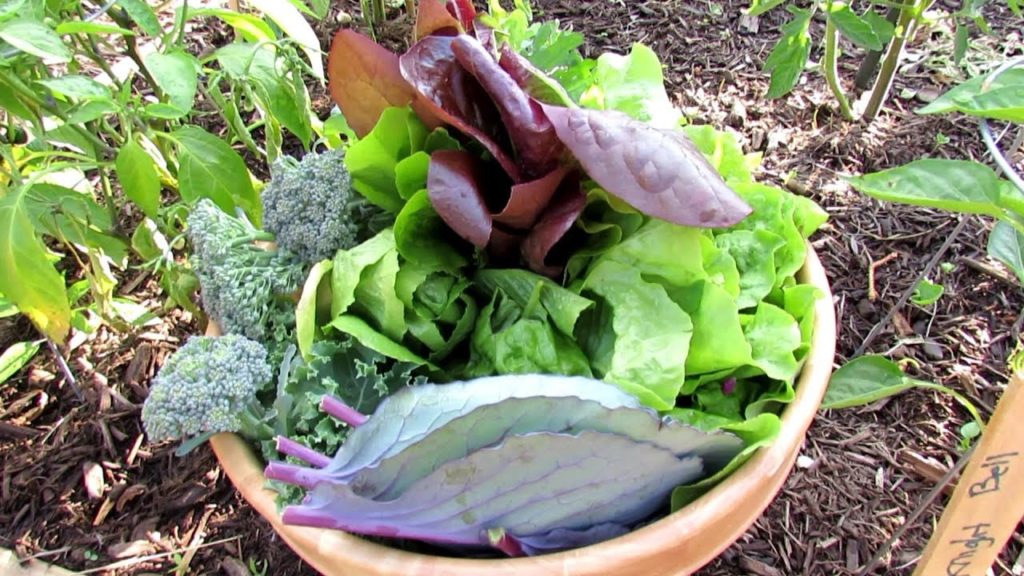Join Me as I Pick 15 Vegetable Plants for My First Ever TRG Homestead Garden Harvest: Salad Greens!
