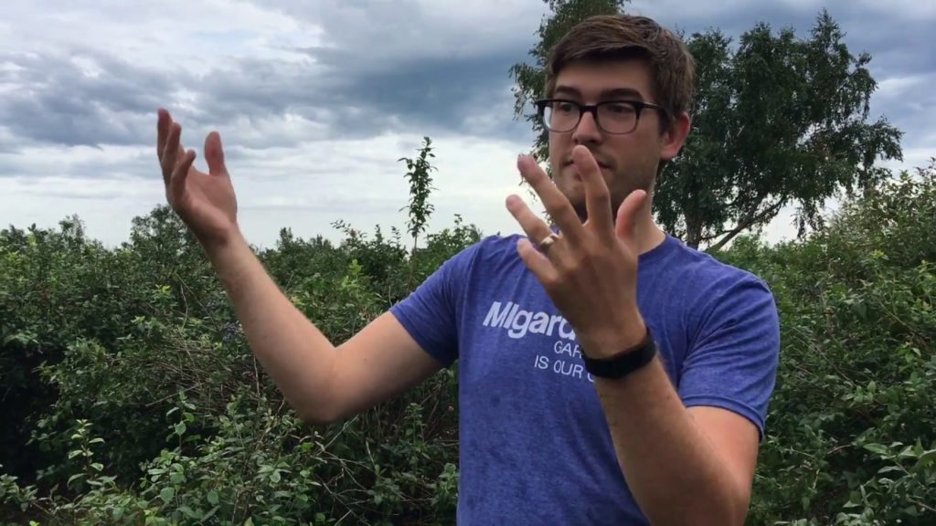 U-Pick Tips - Blueberries